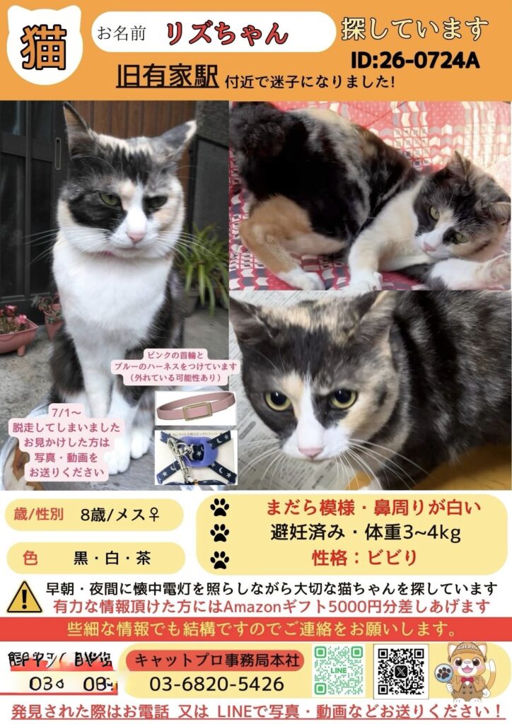 迷い猫の写真